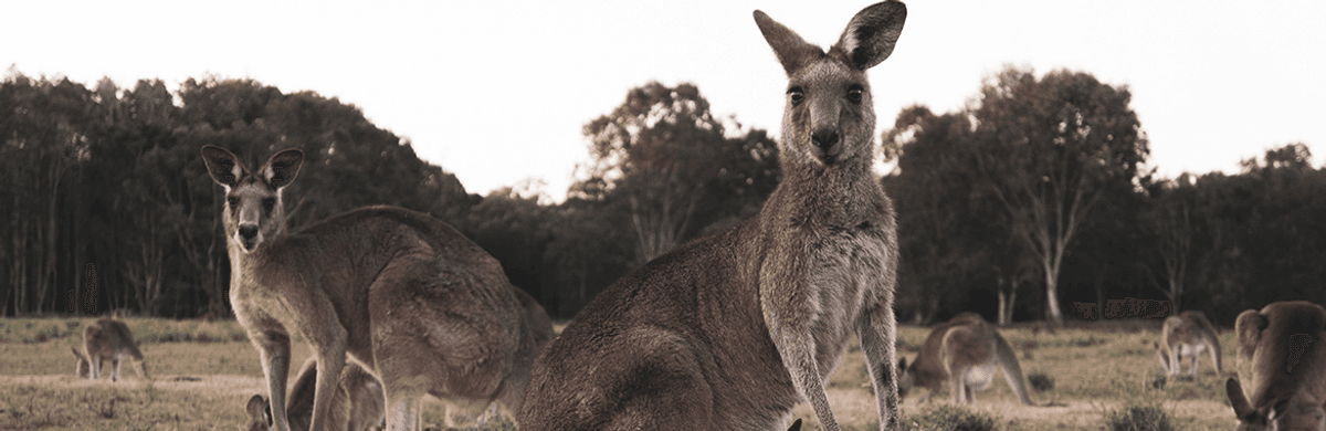 Nike To Halt The Use Of Kangaroo Skin On Shoes